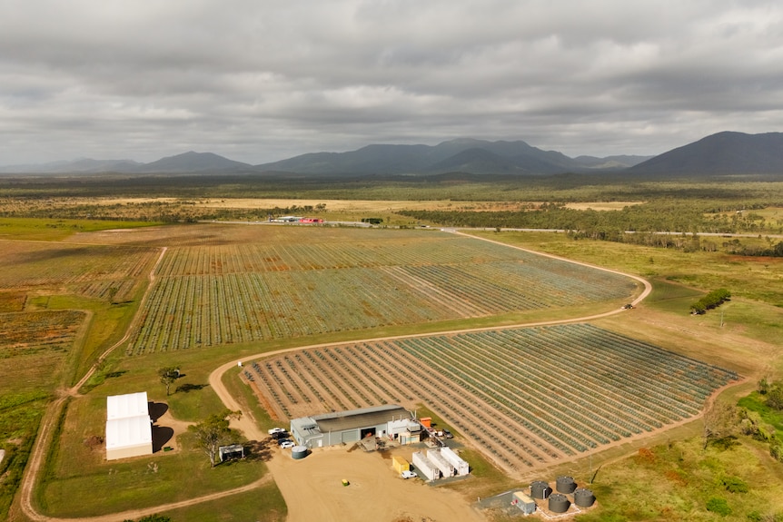 An aerial shot of an agave farm.