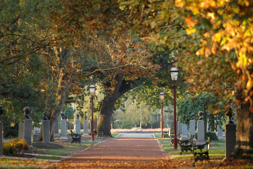 Tree lined avenue