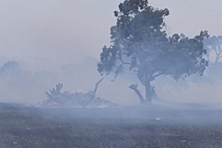 A pile of dead trees next to a standing-up tree surrounded by smoke.