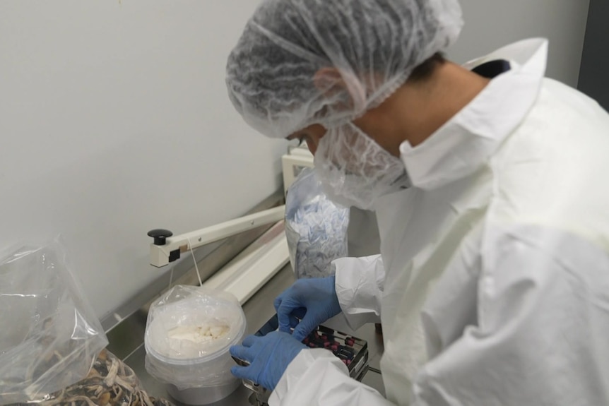 A worker wearing globes and hairnet handles pills.