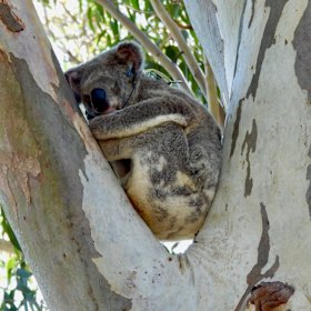 GPS tracking has shown Leaf in the Ormiston College bushland being cleared.