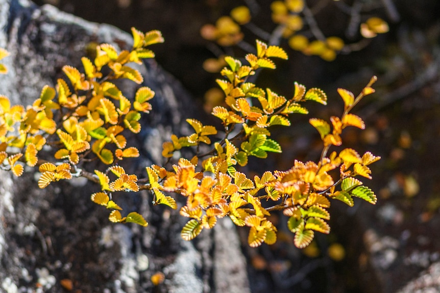 Yellow fagus leaves on a tree.