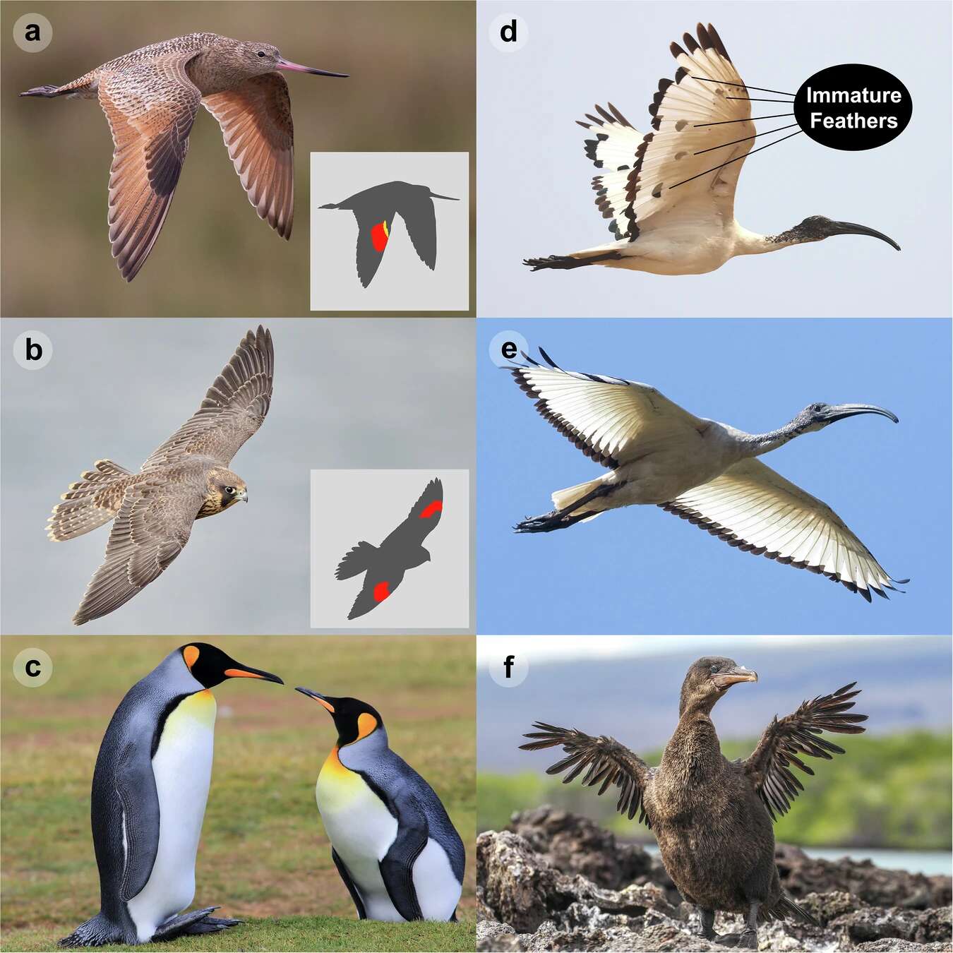 Examples of wing morphology in Neornithes
