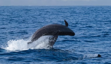 Magnetic Island tourists encounter pod of 40 false killer whales