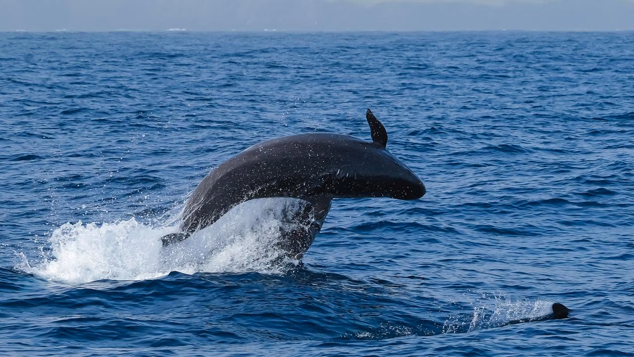 Magnetic Island tourists encounter pod of 40 false killer whales