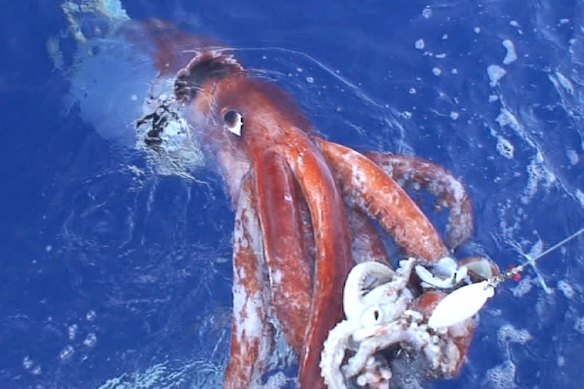 The research uncovered traces of giant squid off the coast of WA. This photo of the rarely seen sea creature was captured by Japanese researchers in 2006.