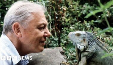 David Attenborough says he is 'overwhelmed' by 100th birthday messages - BBC