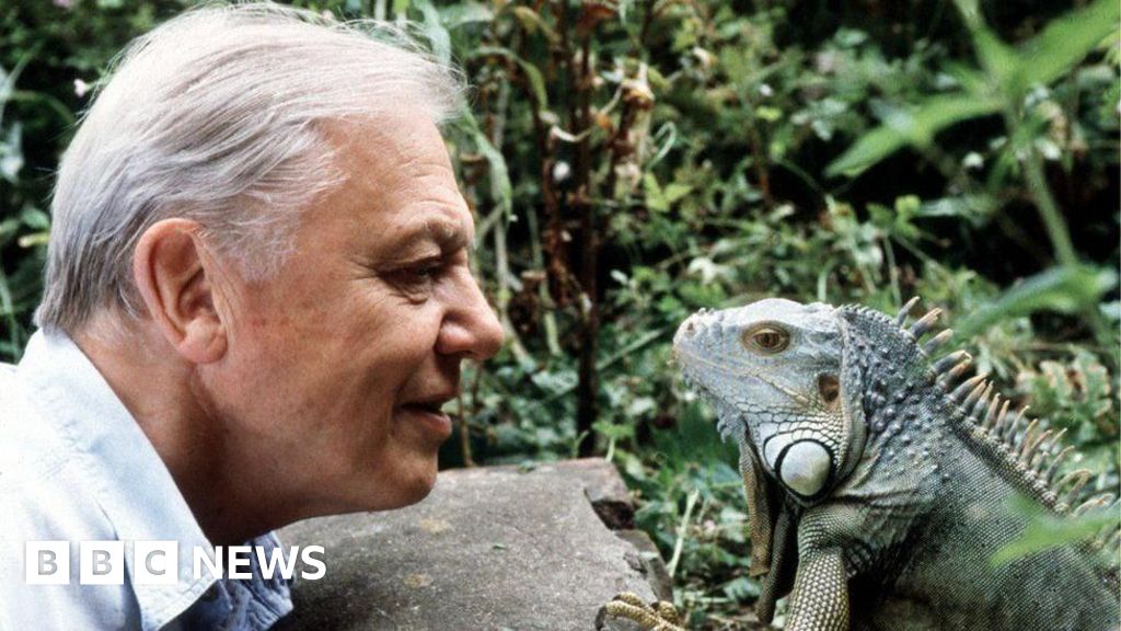 David Attenborough says he is 'overwhelmed' by 100th birthday messages - BBC
