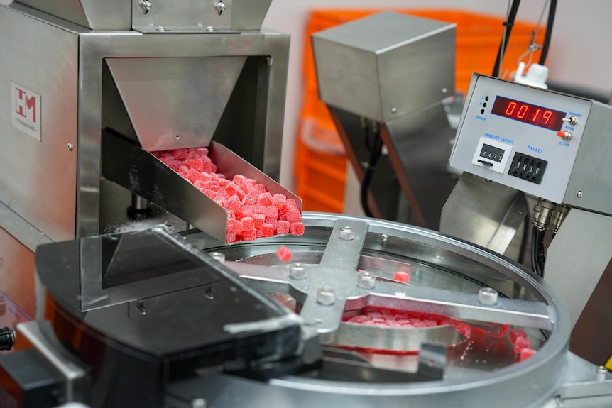A production line of legal bright pink cannabis gummies