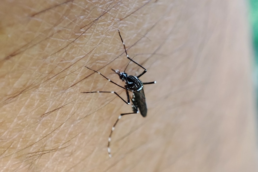Close up photo of a mosquito on human skin.