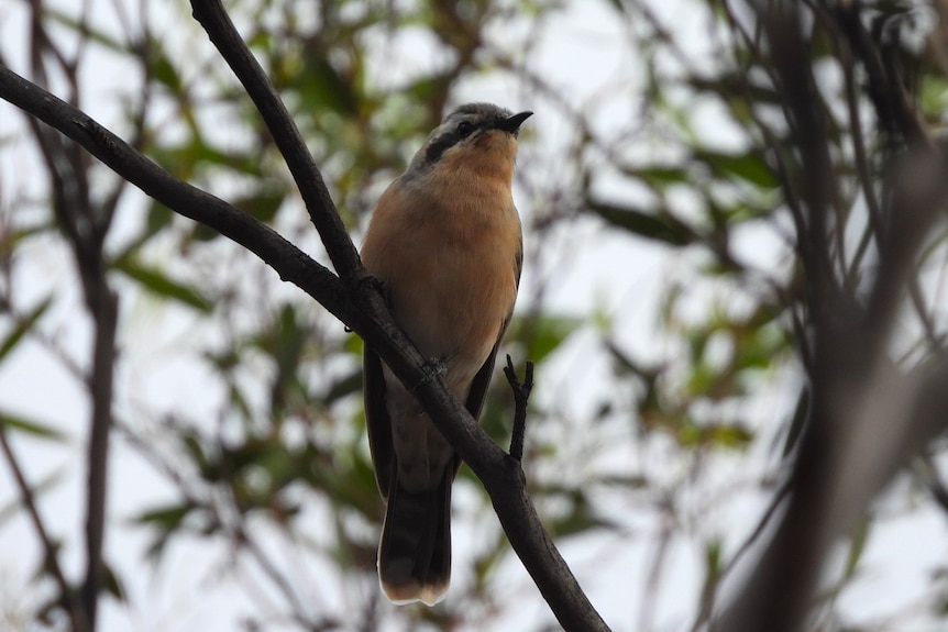 A black-eared cuckoo sits in a tree.
