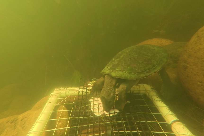 A turtle feeding on bait underwater in a murky river.