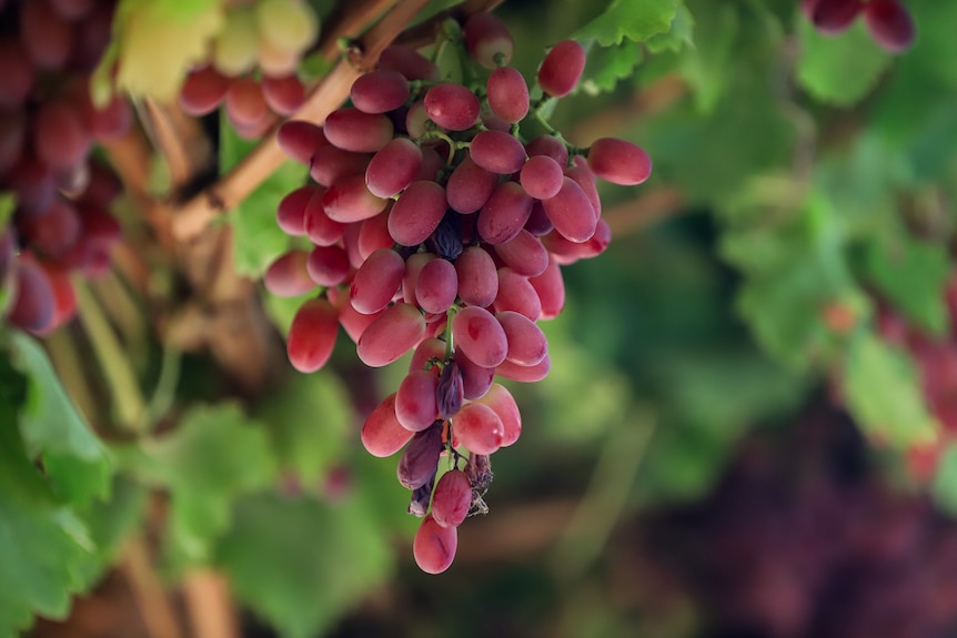 A bunch of purple coloured grapes hang from a vine with green foliage in the background.