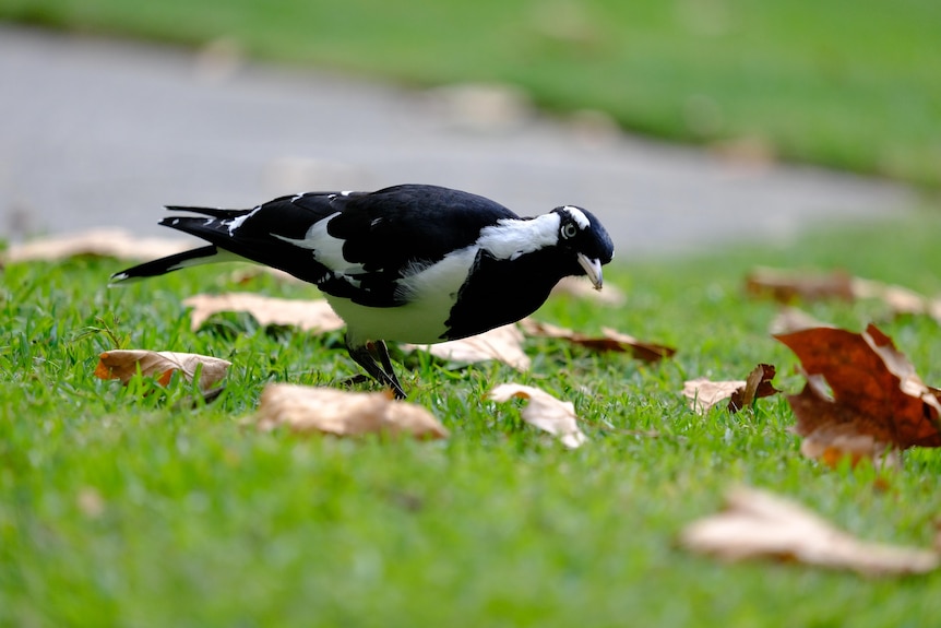 A small black and white bird standing on grass surrounded by deciduous leaves