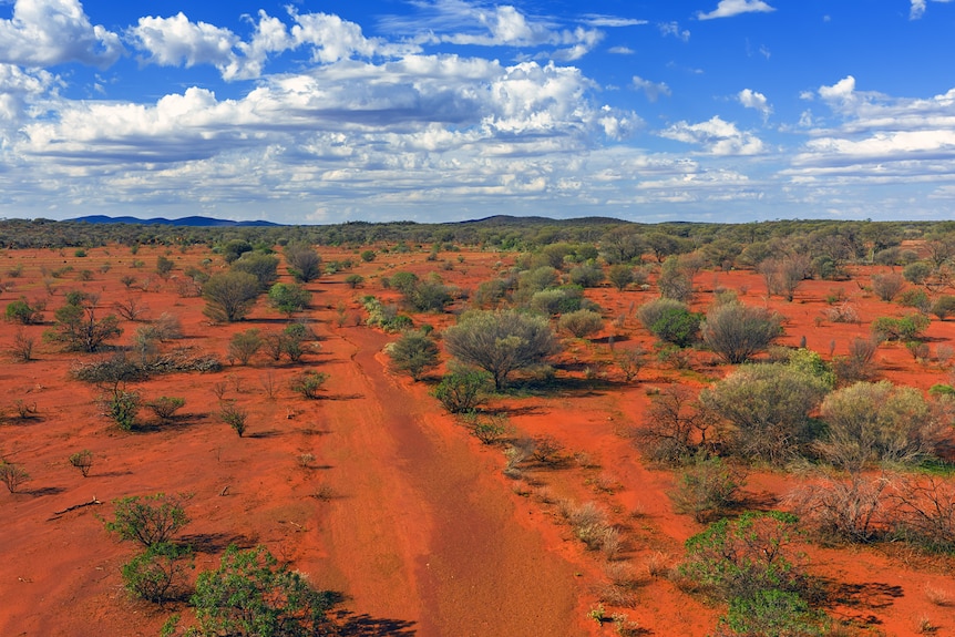 A photo of the outback near Demspey campsite.