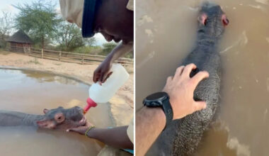 Rescued orphan hippo named Bumpy melts hearts with 360-degree pool roll in Kenya