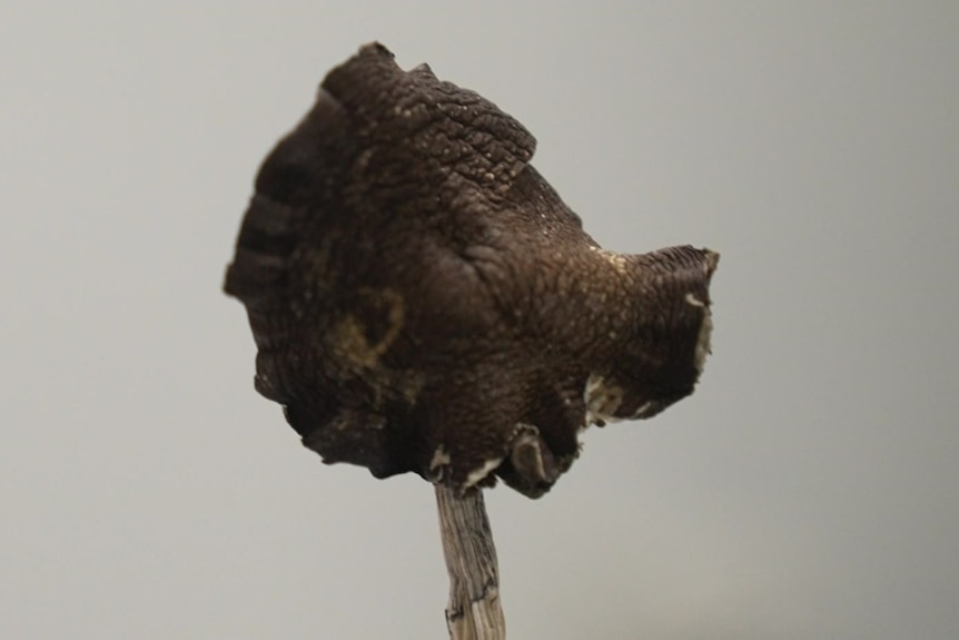 A magic mushroom