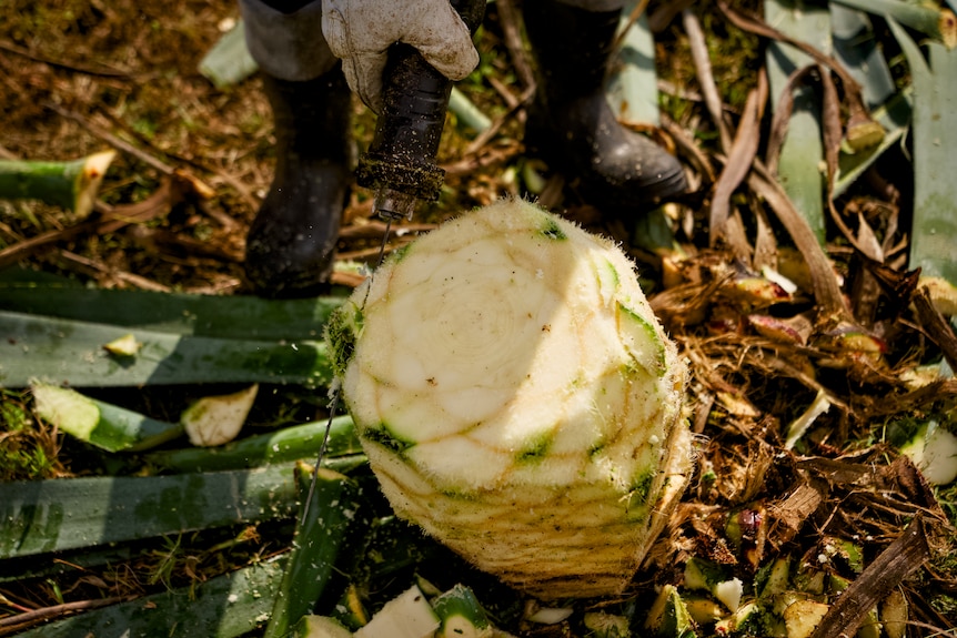 An agave pina cut after harvesting.