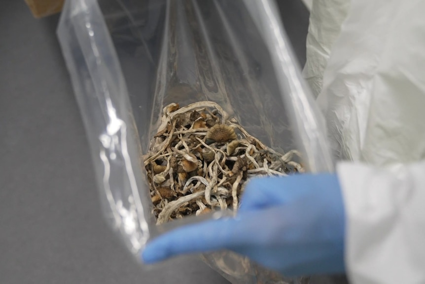 A gloved hand holds a plastic bag of mushrooms