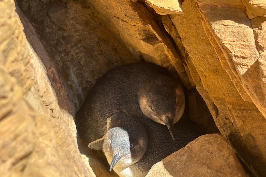 Two little penguins among rocks