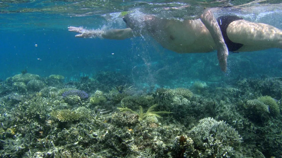 A person swims near a reef (file image)