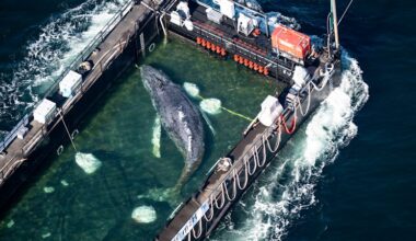 Timmy the humpback whale released in the North Sea after weeks stranded off Germany
