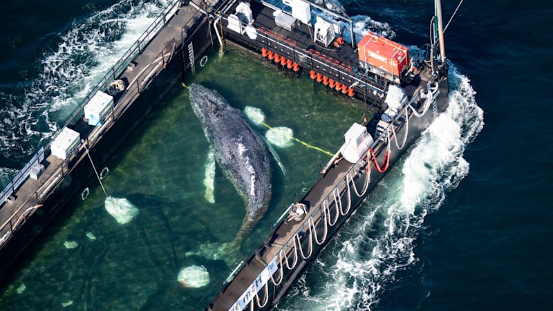 Timmy the humpback whale released in the North Sea after weeks stranded off Germany
