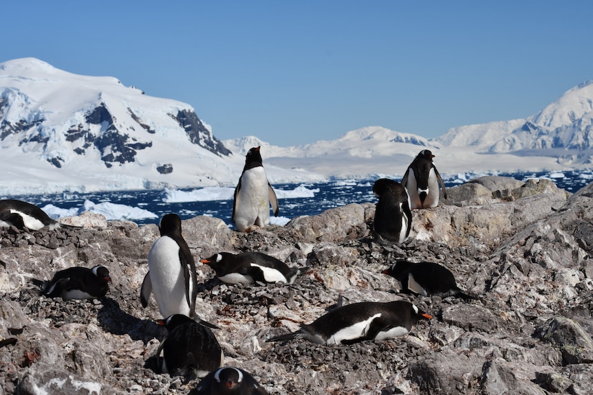 Penguins gathered in a rocky and icy landscape.