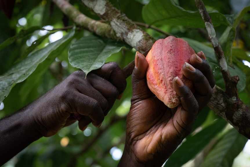 A man cutting a cocoa pod off a tree.