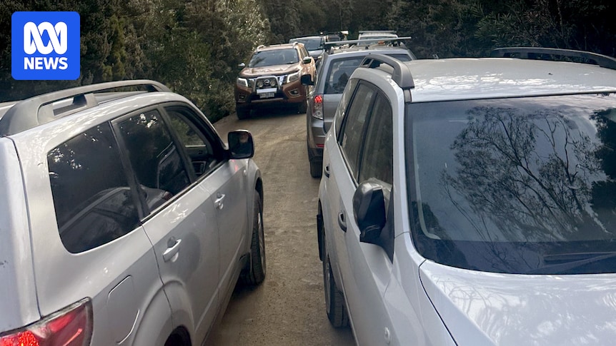 Traffic chaos at Mt Field National Park with visitors lining up to see the turning of the fagus