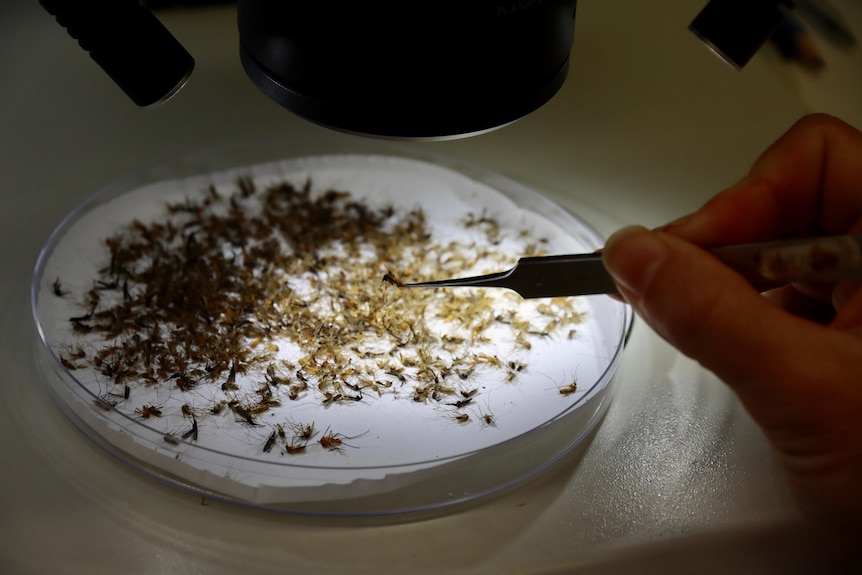 An up close photos of a petrie dish full of mosphitos under a microscope
