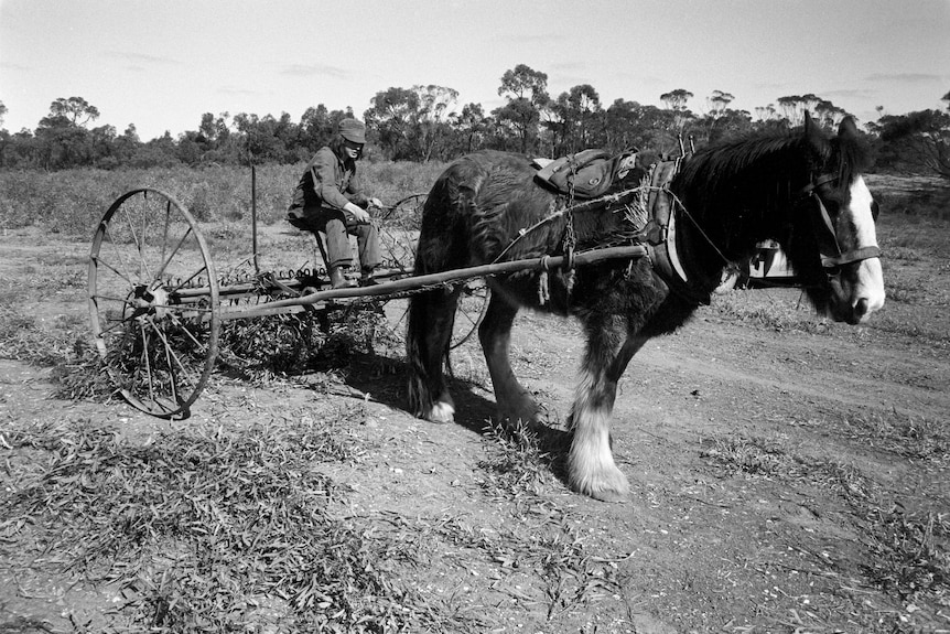 A black and while photo of a horse and cart harvesting eucalyptus leaves