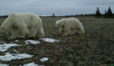 Why do polar bears approach human infrastructure? The answer is more complex than we thought