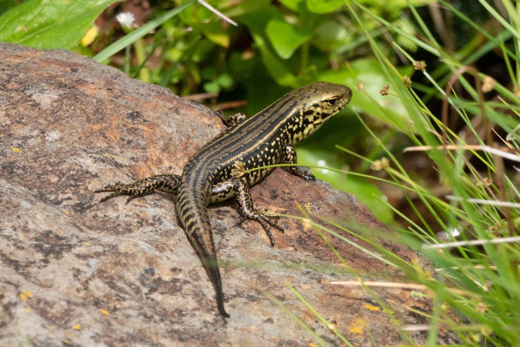 A black and yellow lizard on a rock.