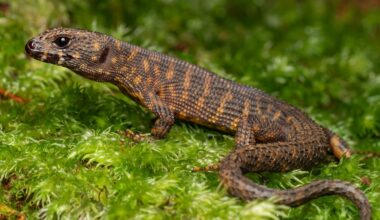 Why are there so many lizards in Australia? The ancient climate holds a clue