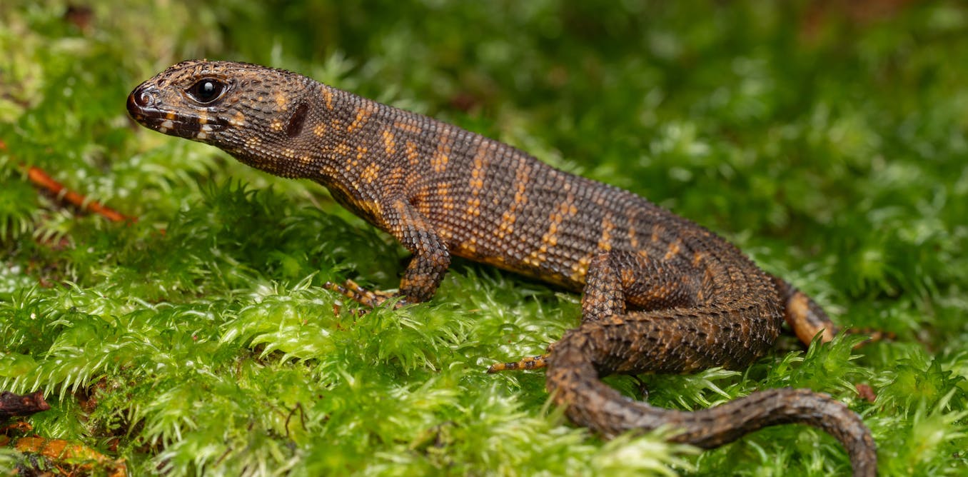 Why are there so many lizards in Australia? The ancient climate holds a clue