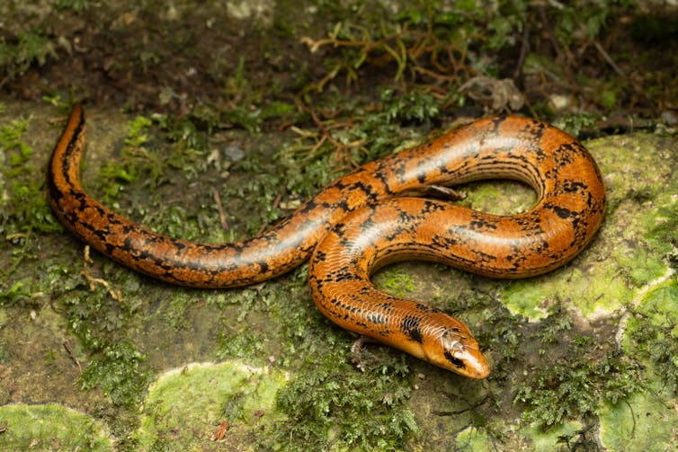 An orange lizard slithering on a rock.