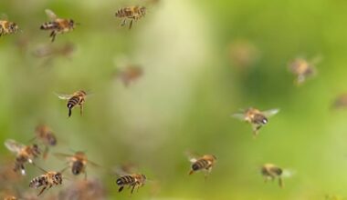 Eaten, used as taxis and vomited up: how bees support other animals