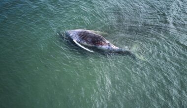 Timmy the stranded whale is dead. Please, let’s put animal welfare first and human emotion second