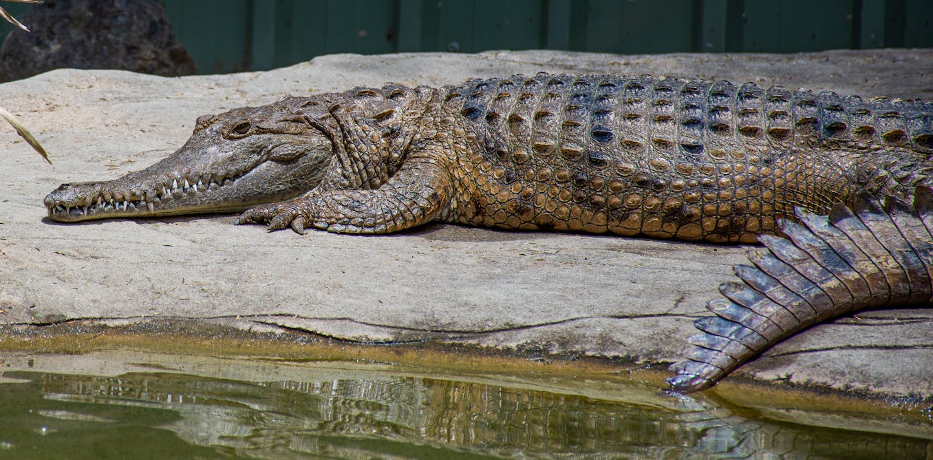 129,000 years of crocodiles: what we know about Australasia’s ancient apex predators