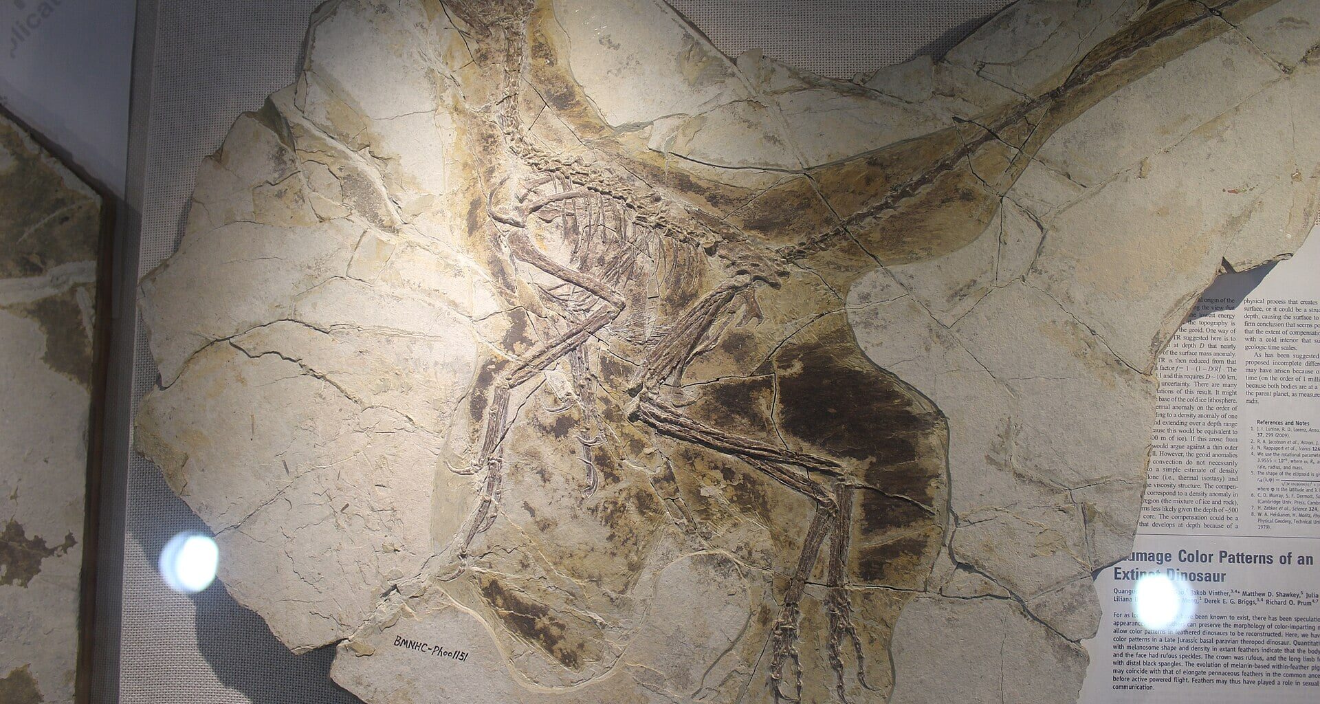 Fossil specimen of Anchiornis huxleyi (four-winged dinosaur)