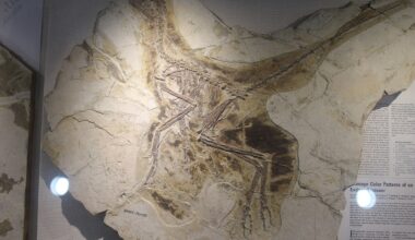Fossil specimen of Anchiornis huxleyi (four-winged dinosaur)