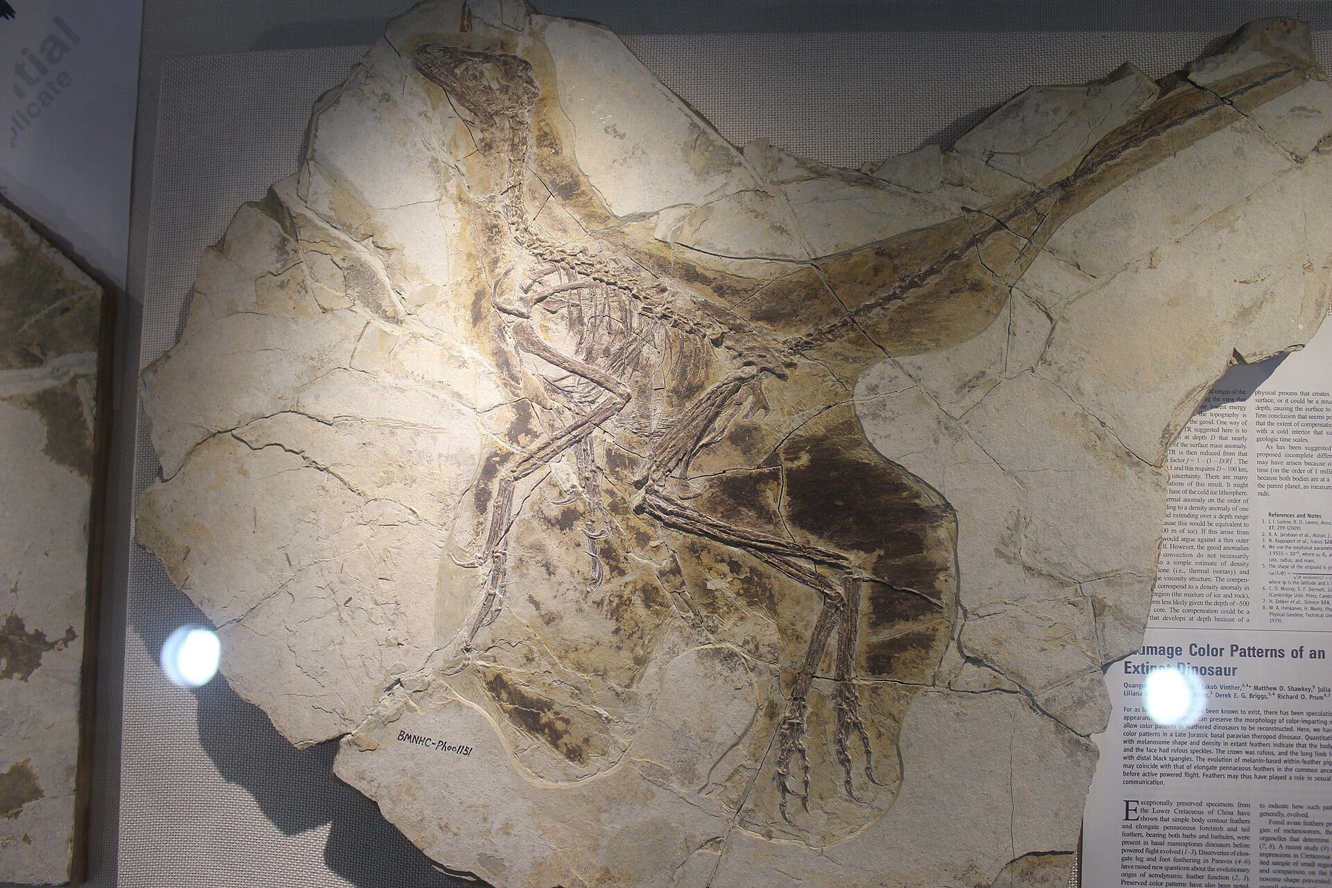 Fossil specimen of Anchiornis huxleyi (four-winged dinosaur)