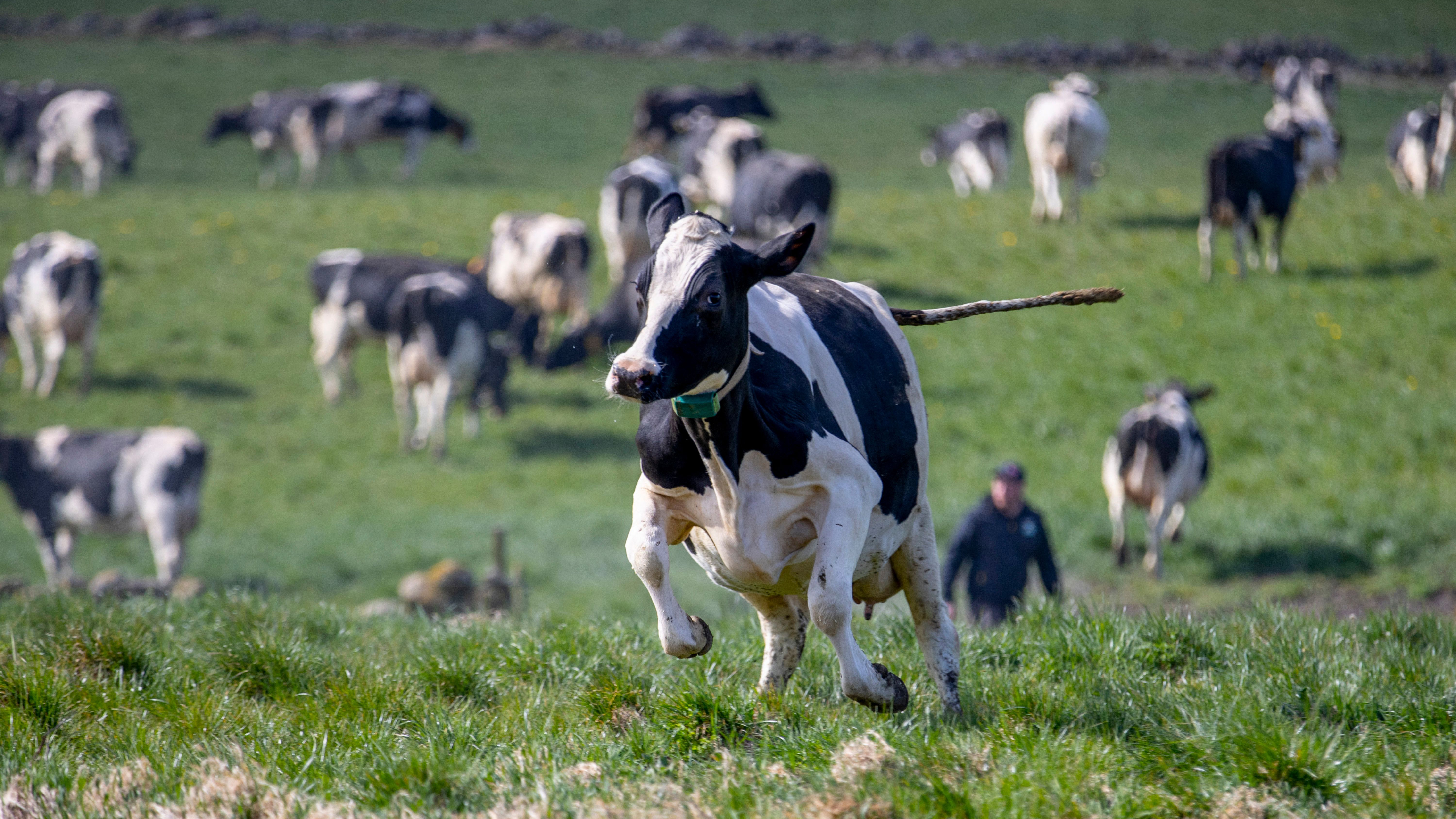 cow running