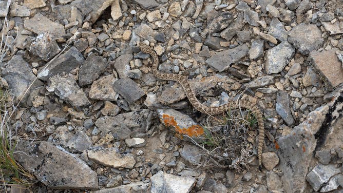 Young Prairie Rattlesnake (Crotalus viridis), SW Montana.