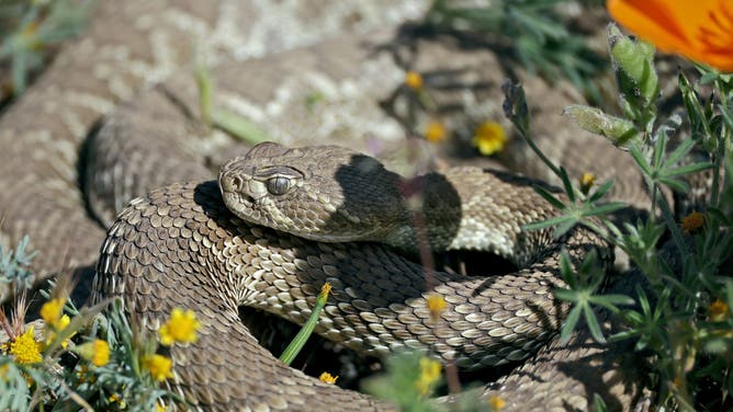 Lancaster, Ca., March 22, 2026: Two Mojave "Green" rattlesnakes tangle together as visitors nearby enjoy time amongst California poppy wildflower fields south of Highway 138 (W. Ave. D) in Lancaster, California on Saturday, March 22, 2026. The Mojave "Green"rattlesnake is becoming much more active in this habitat as the days warm up. 