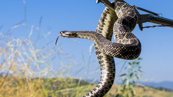 MISSION VIEJO, CA - MARCH 24: A captured rattlesnake held with snake tongs by Jason Magee of OC Snake Removal in Mission Viejo on Tuesday, March 24, 2026.