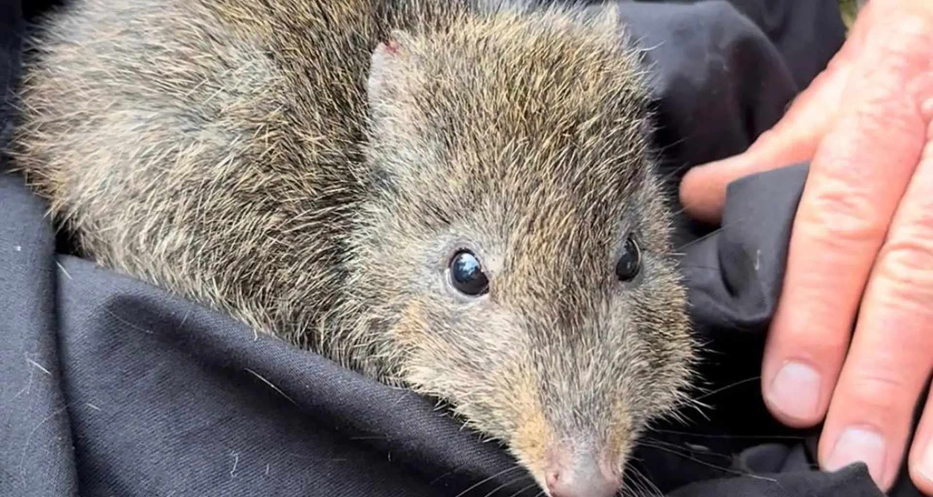 Scientists use DNA from poop to save the world’s rarest marsupial