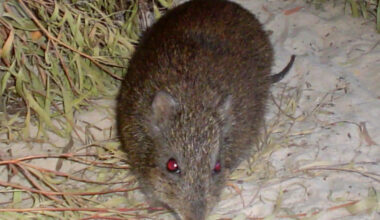 Scientists Are Using Animal Poop to Save One of the World’s Rarest Marsupials