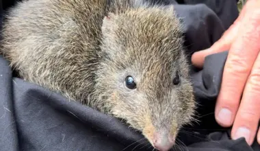 Scientists use DNA from poop to save the world’s rarest marsupial